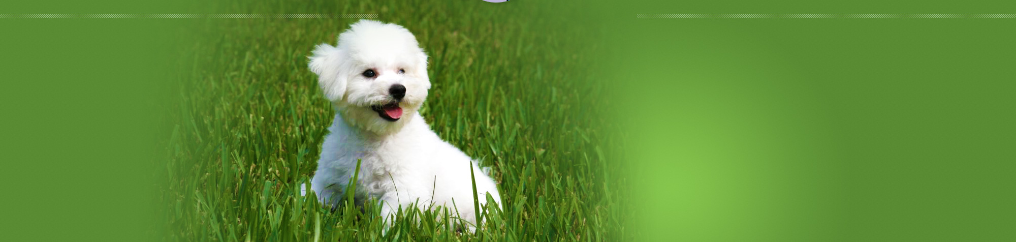 myra bichon breeder