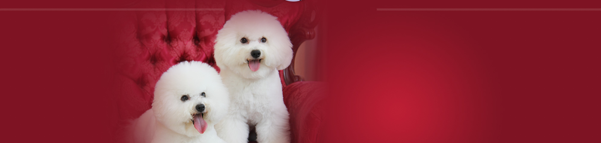 myra bichon breeder