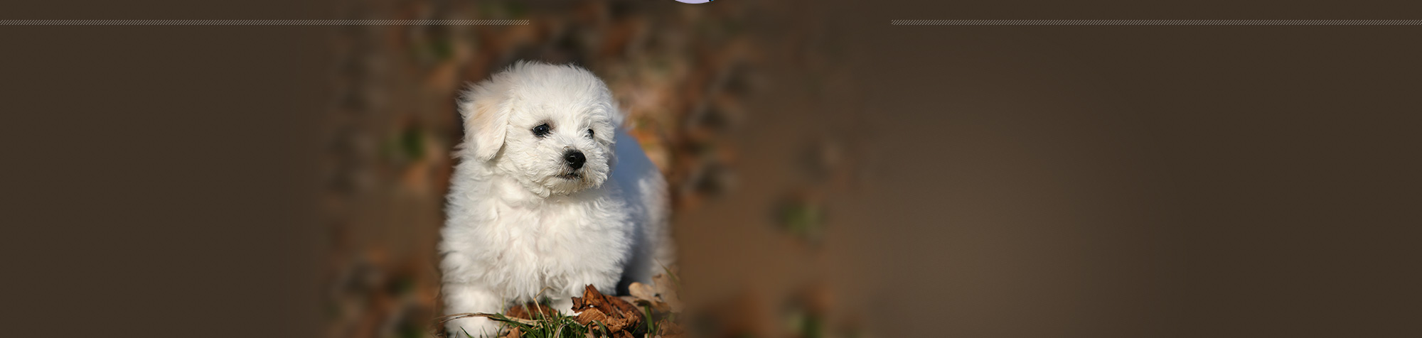 myra bichon breeder