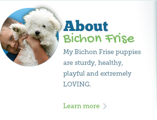 myra bichon breeder