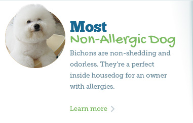 bichon frise allergy free