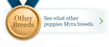 See what other puppies Myra breeds
