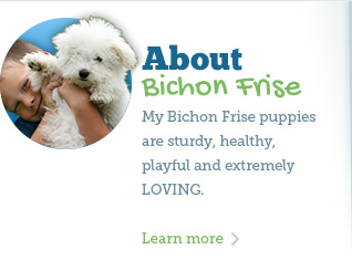 Learn about my Bichon Frise puppies