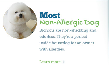 Find out why Bichon Frise are perfect for people with allergies